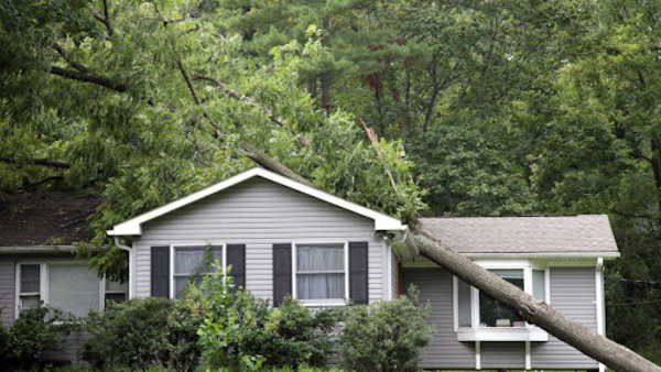Tree fallen onto a roof
