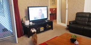 speed dating in palmerston north