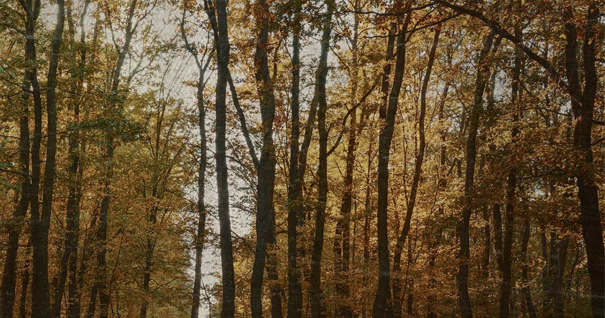 A Tale of Two Strategies Authentic Storytelling vs. Obvious Marketing Rosenfeld & Company PC