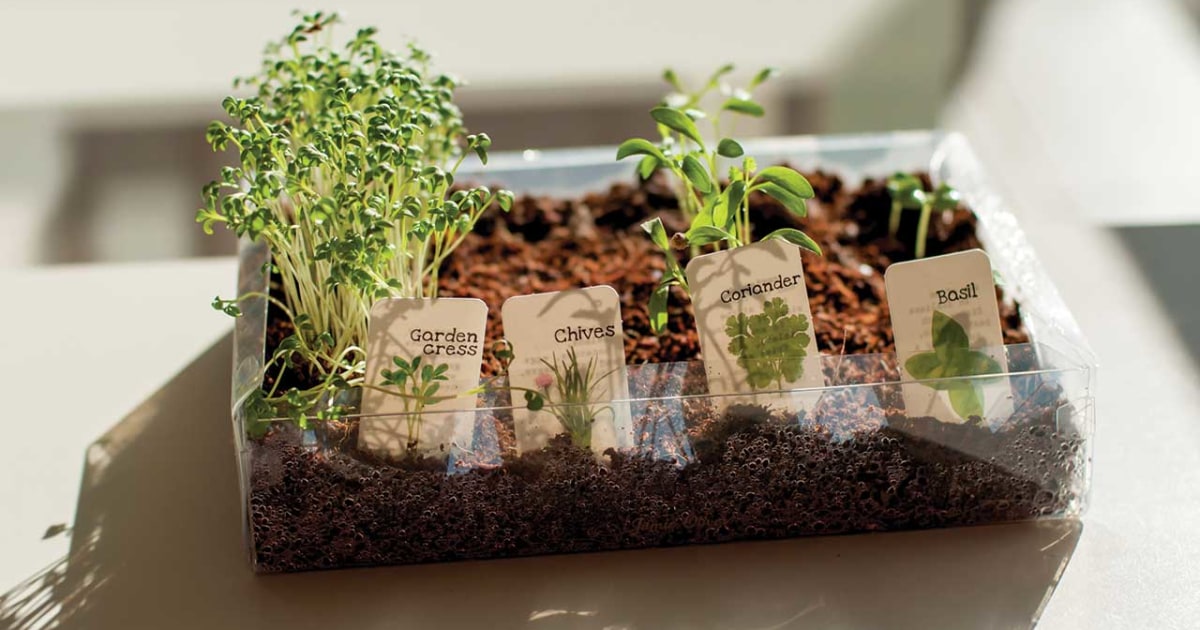 Create an indoor herb garden that lasts all year round Copper Advisors