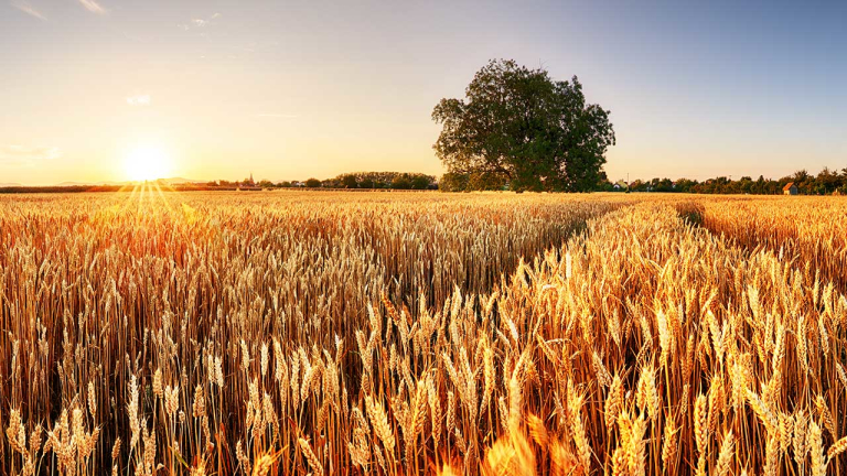 A photo of agricultural land