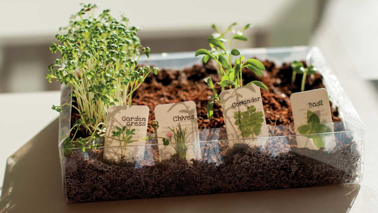 Plants with labels in a plastic container.