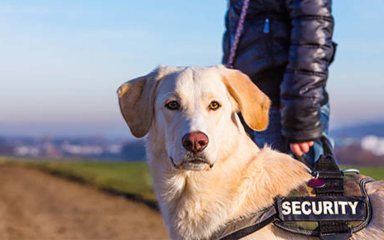 A dog wearing a vest that says Security.