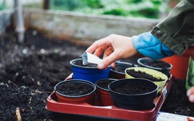 raised flower bed with soil and starter pots and hand emptying seeds from a seed bag into one of the pots with soil in it