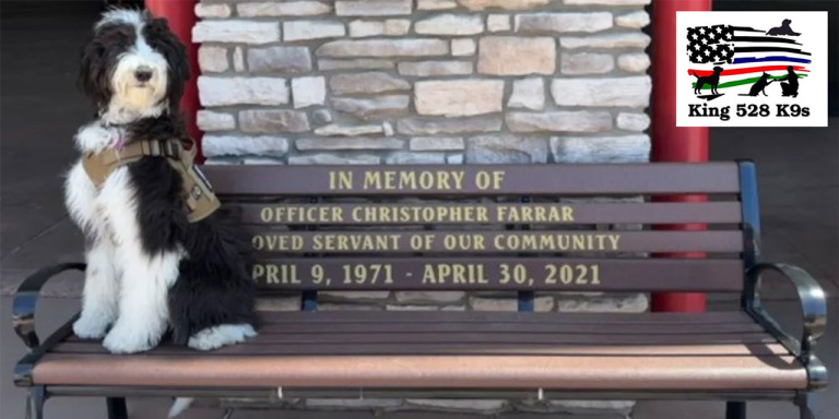 A dog sitting on a bench.