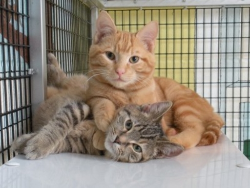 Two cats at the Arizona humane society