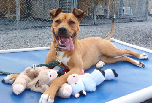 Dog with toys at the Arizona Humane Society