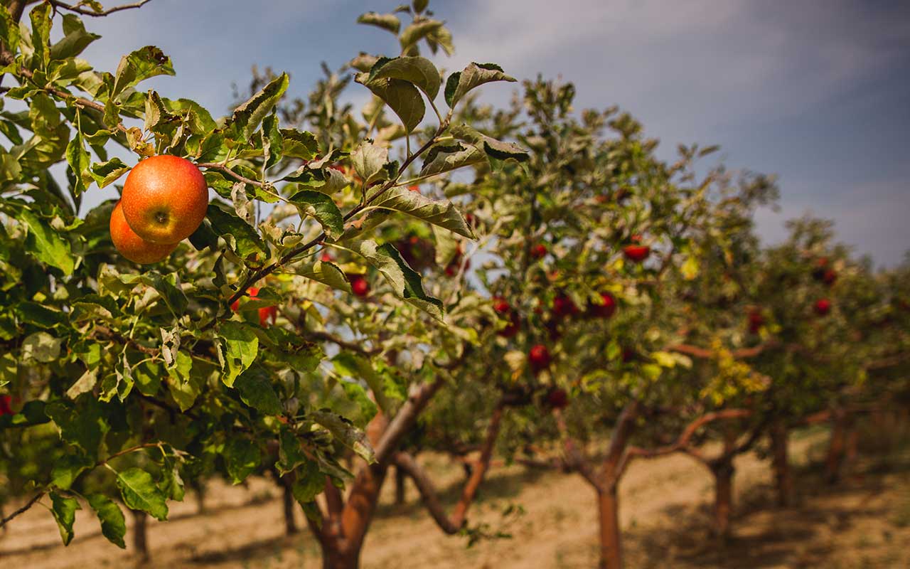 Apple trees