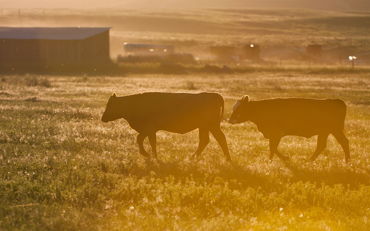 Cows in a field.