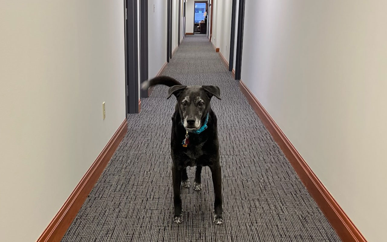 Black dog in the hallway of an office.