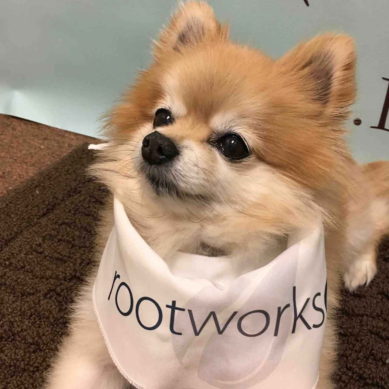 Gizmo