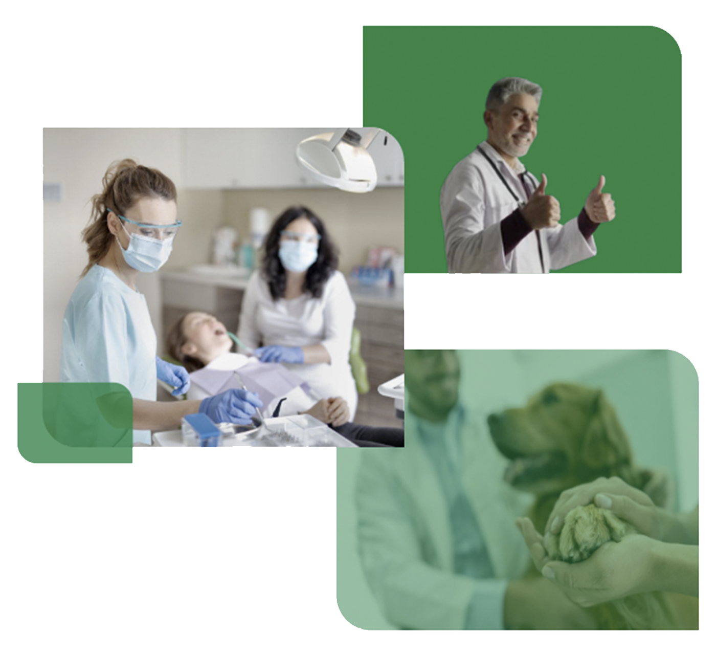 Dentists, patients and a vet with a dog.