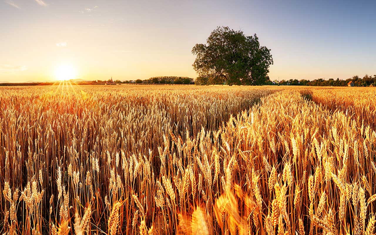 A photo of agricultural land