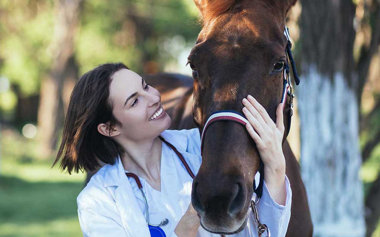 A veterinarian checking on a horse