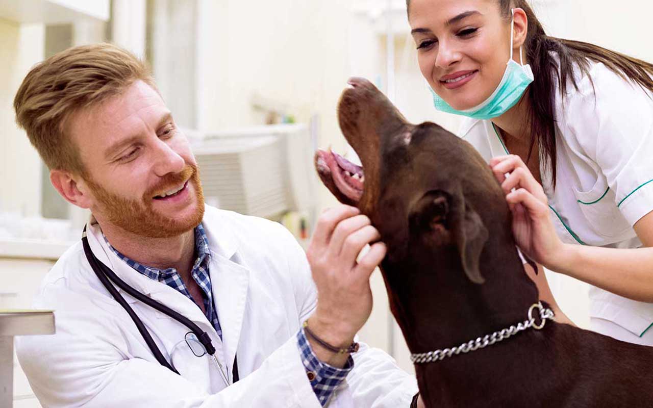 A veterinarian and their assistant checking on a dog patient