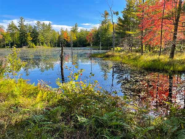 Cotton Valley Trail