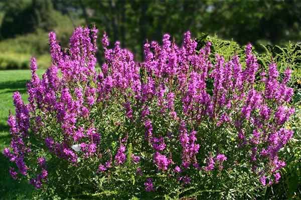 Purple Loosestrife invasive species
