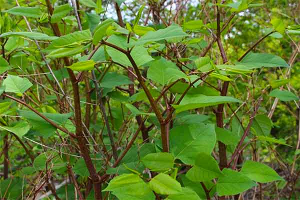 Japanese Knotweed invasive species