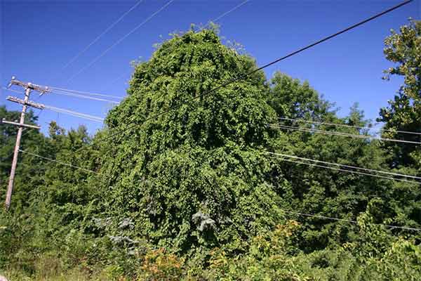 Bittersweet invasive species