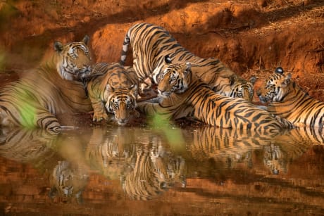 Tigersafari i Indiens vildmark