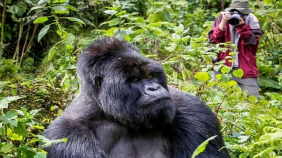 Gorillasafari i Uganda - V�rldens m�ktigaste m�te