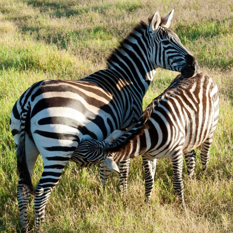 Safari i Tanzania och Zanzibar