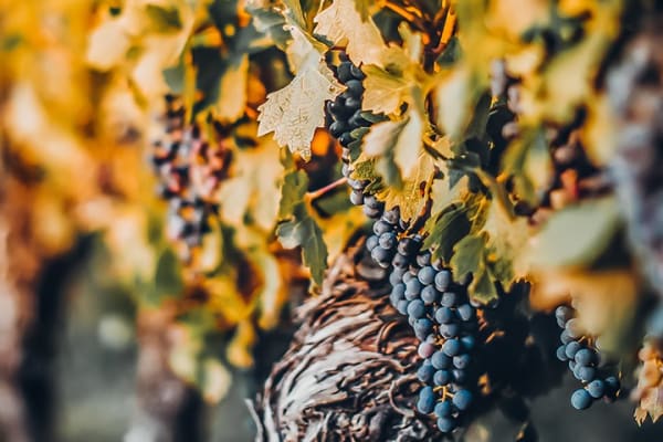 Merlot