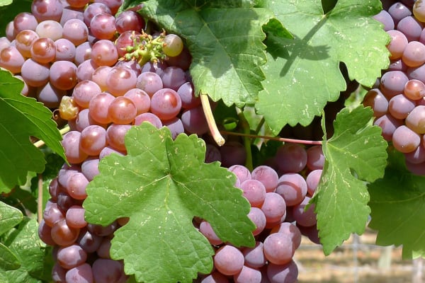 Pinot Grigio