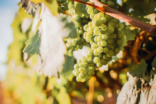 Chardonnay