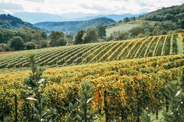 Französischer Weißwein