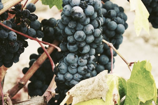 Malbec
