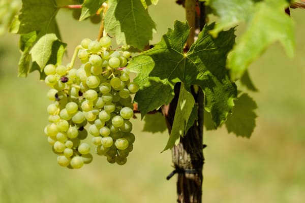 Grüner Veltliner