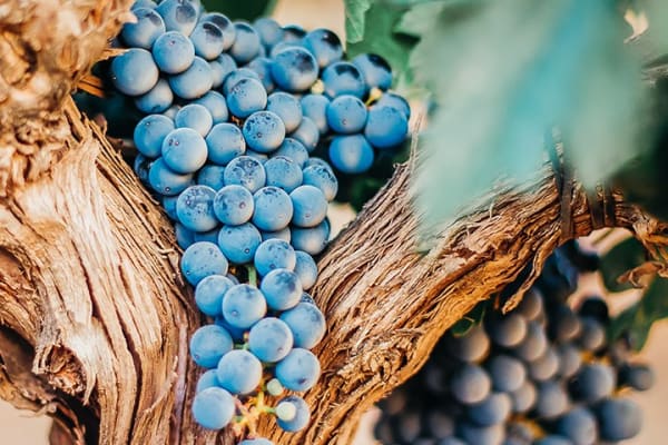 Cabernet Sauvignon