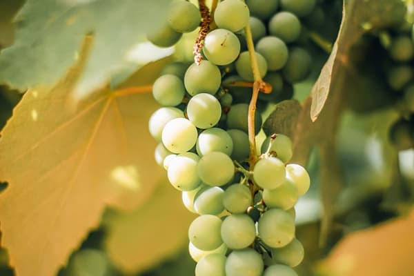 Chenin Blanc