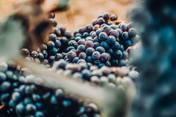 Pinot Noir