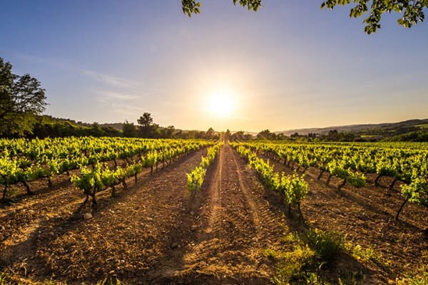 Spanischer Rotwein