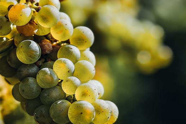 Riesling
