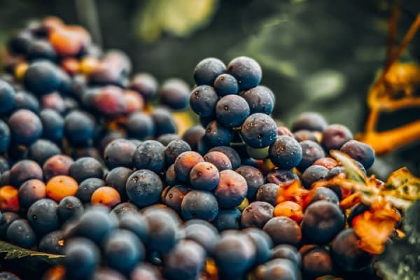 Shiraz/Syrah