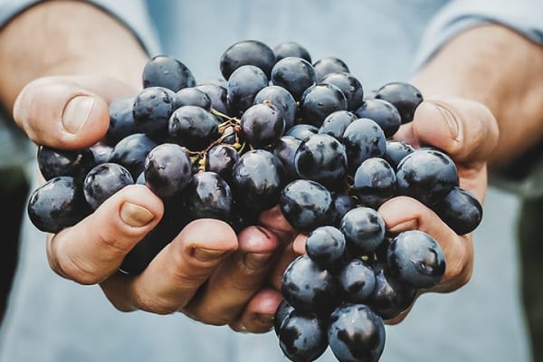 Primitivo / Zinfandel
