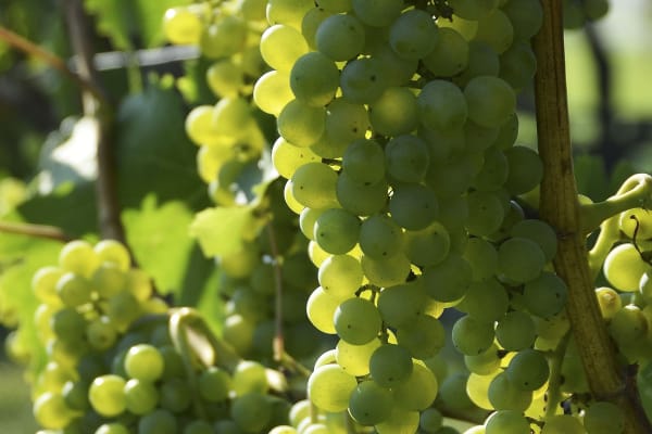 Sauvignon Blanc