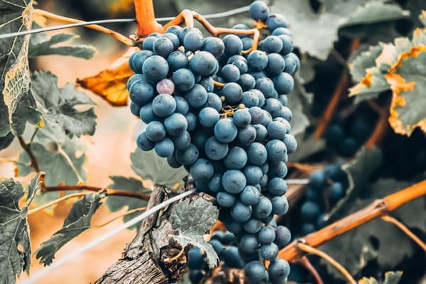 Tempranillo