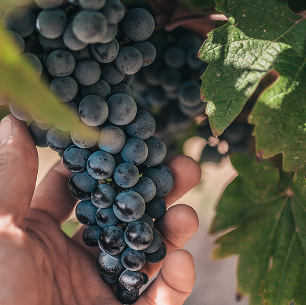 Rebsorte des Monats: Syrah