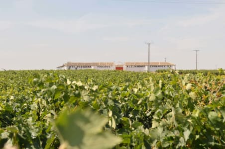 Weitläufige Anbaufläche mit zahlreichen Rebstöcken vor dem Tinto-Pesquera-Gebäude.