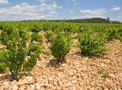 Châteauneuf-du-Pape Reben mit galets roulés