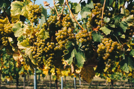 Gewürztraminer Rebstöcke