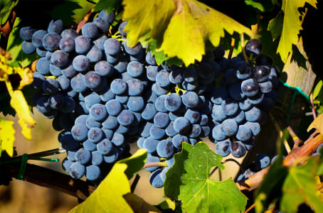 Voll behangene Reben mit dunklen Trauben der Sorte Sangiovese.