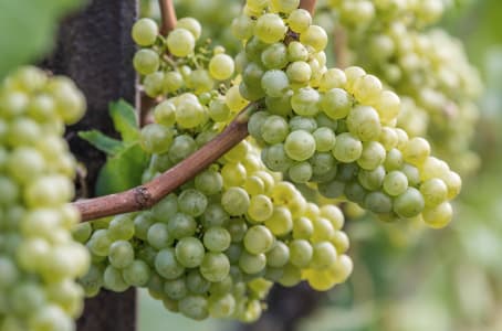 Pralle Weinreben mit hellen Riesling-Trauben.