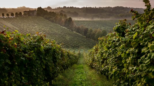 Weinstöcke in der hügeligen Landschaft Italiens.