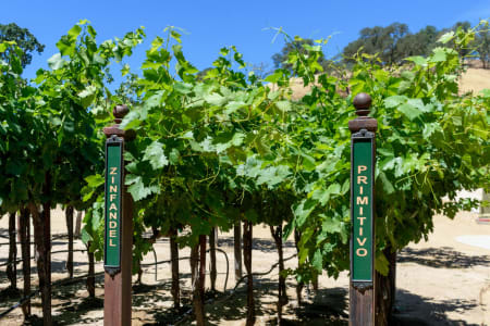 Primitivo und Zinfandel