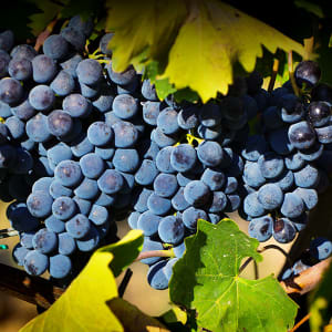 Pralle Traubenreben der Sorte Sangiovese.